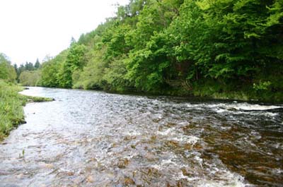 The_Fishy_Wood_Stream