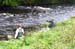 The_Woodstream_1
