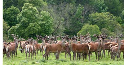 Deer