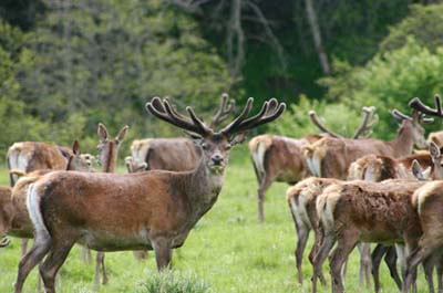The_Deer_Park