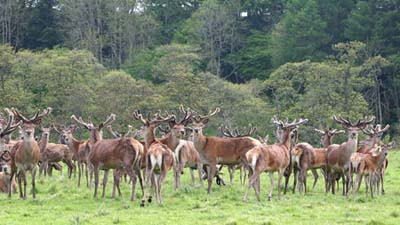The_Deer_Park_1