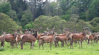 The_Deer_Park_2