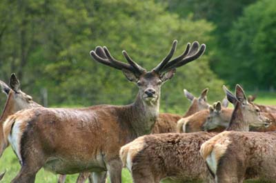 The_Deer_Park_3