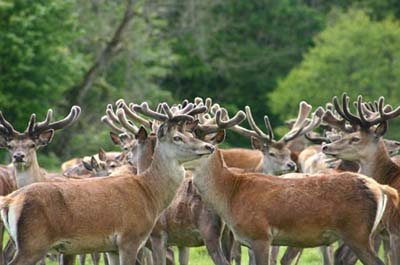 The_Deer_Park_5