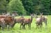 The_Deer