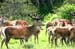 The_Deer_2