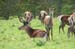 The_Deer_3