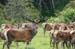 The_Deer_Park