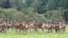 The_Deer_Park_1