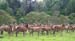 The_Deer_Park_2