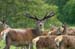 The_Deer_Park_3