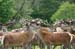 The_Deer_Park_5