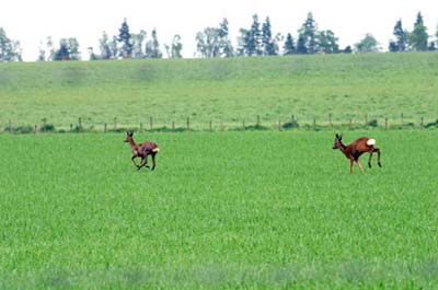 Roe_Deer