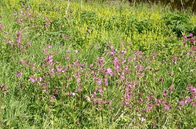 Wild_flowers_2