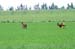 Roe_Deer