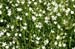 Wild_flowers_1