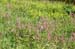 Wild_flowers_2