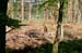Wildlife_2